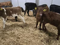 Կով, Simmental cattle — լուսանկար 3