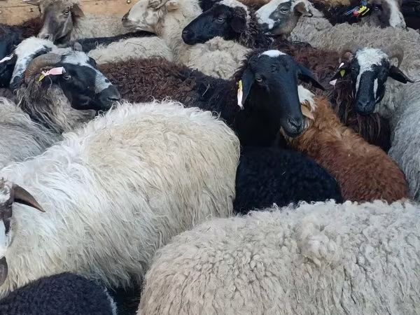 公羊, Sheep