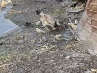 Chickens — الصورة 2