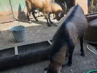 Արու այծ, Alpine goat — լուսանկար 3