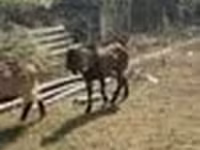Goat, Alpine goat — photo 6