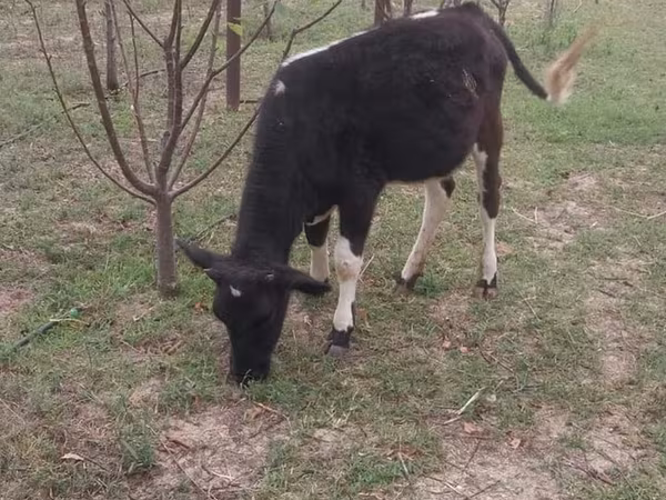Կով, Swedish red cattle