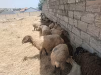 Ovelhas (lote, sexo não especificado), Ovelhas — foto 2