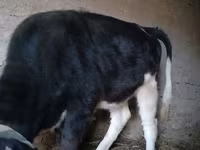 Bovinos (lote, sexo no especificado), Russian Black pied cattle — foto 3