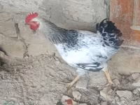 Chickens — الصورة 2