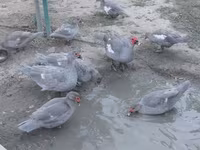 Ducks — फ़ोटो 8