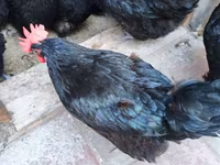 Australian Pit Game fowl — Foto 1