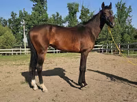 Hengst, Akhal-Teke — Foto 5