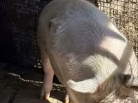 Säue, Schweine — Foto 4