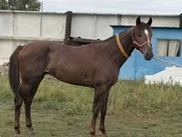 Horse (M), Arabian horse — photo 1