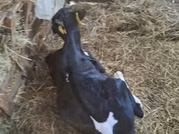 Bull, Russian Black pied cattle