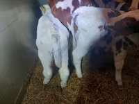 Bull, Simmental cattle — photo 2