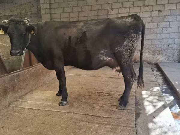 Cow, Simmental cattle