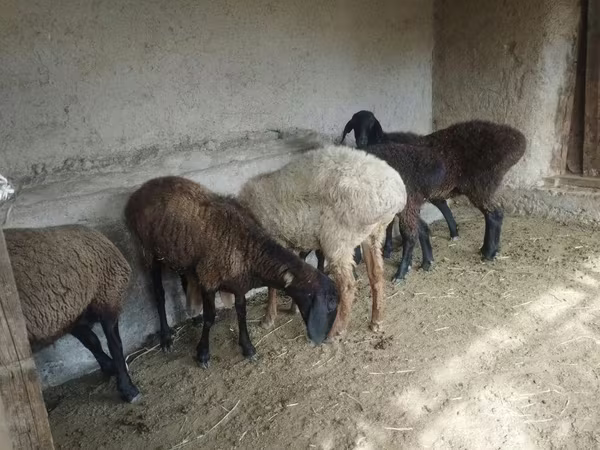 Ոչխար, Ոչխարներ