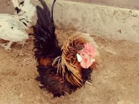 Chickens — photo 2