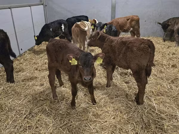 Cow, Simmental cattle