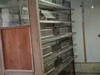 Լորի վանդակներ լորի վանդակներ — 2-сурет
