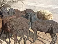 Ovelhas (lote, sexo não especificado), Tajik sheep — foto 4