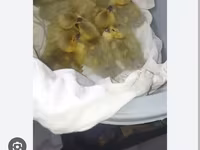 Ducks — Foto 1