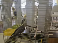 Növ: Nimfa tutuquşuları (cockatiel) – 3 ədəd Rənglər: sarı başlı — foto 1