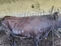 Ցուլ, Red Estonian cattle — լուսանկար 8