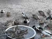 Ducks — फ़ोटो 6