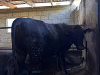 Ցուլ, Կարմիր առանցխոտ կով — լուսանկար 5