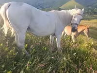 Mare, Horses — photo 6