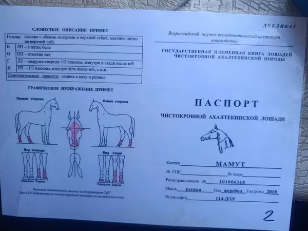 Ат, Ахалтекин тукуму
