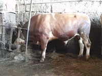 Bulle, Simmental cattle — Foto 1