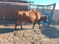 Cow, Latvian Blue cattle — photo 3