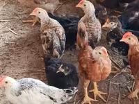 Chickens — Foto 1