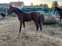 公马, Dutch warmblood horse — 照片 8
