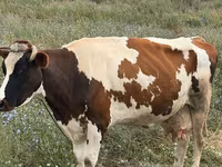 Vaca, Ganado vacuno — foto 4