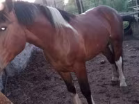 Horse (M), Altai horse — photo 3