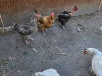डेनिश हेन — फ़ोटो 4