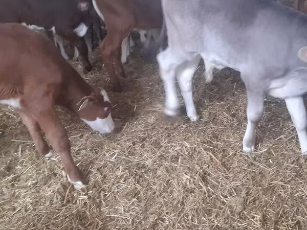 Ցուլ, Simmental cattle