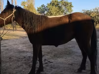 Cavalo, Tatar horse — foto 2