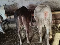 Cow, Cattle — photo 6