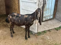 Эчки, Камори эчки — сүрөт 6