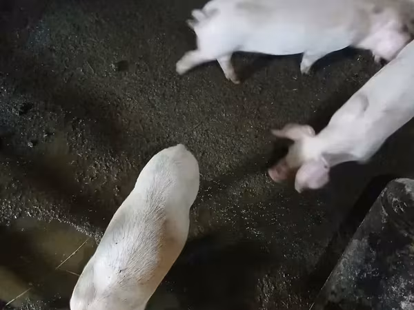Sow, Pigs — Armenia