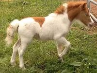 Ձի, Miniature horse — լուսանկար 2