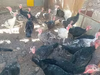 Turkeys — photo 1