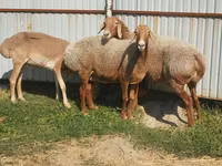 भेड़, Arashan sheep — फ़ोटो 3