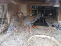 Pearl Grey — foto 3