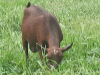 Էգ այծ, Irish goat — լուսանկար 8