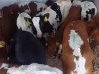 公牛, Simmental cattle — 照片 5