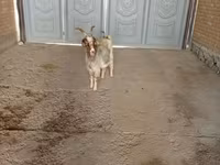 عنزة, Alpine goat — الصورة 4