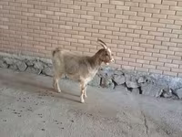 عنزة, Alpine goat — الصورة 1