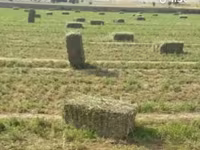 Խոտի տուկ անասնակեր — الصورة 2